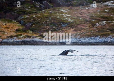 Grandi Humpback Whale mostra coda fin sopra l'acqua Foto Stock