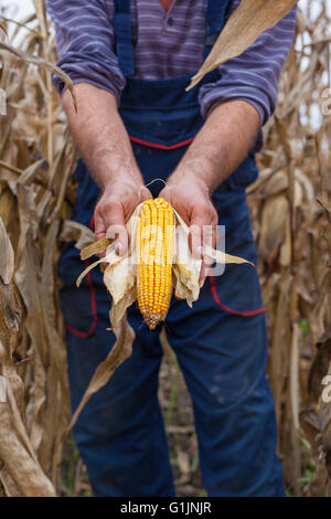 L'agricoltore che mostra il mais granturco orecchio al campo Foto Stock