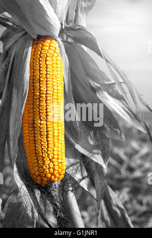 Mais mature pianta di mais sul campo pronto per la mietitura. Zea mays subsp. mays Foto Stock