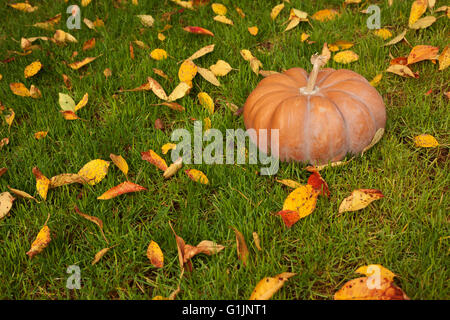Zucca matura udienza del gras con caduto foglie intorno, concetto d'autunno. Foto Stock