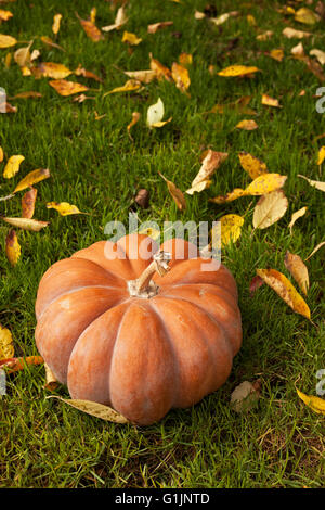 Arancione zucca seduto sull'erba intorno caduto foglie, autunno sfondo. Foto Stock