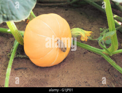 Zucca di maturazione sulla pianta nel campo Foto Stock