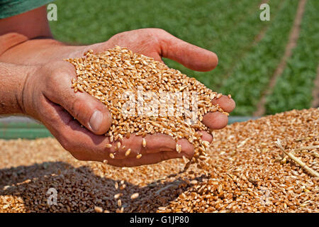 Gli agricoltori mani appena raccolto chicchi di grano Foto Stock