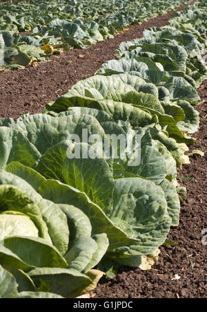 Piante di cavolo cappuccio in righe sul campo Foto Stock