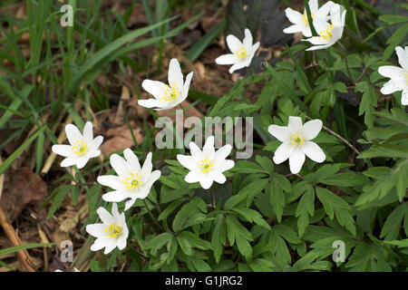 Legno Anemone Anemone nemorosa , Dorset Inghilterra Foto Stock