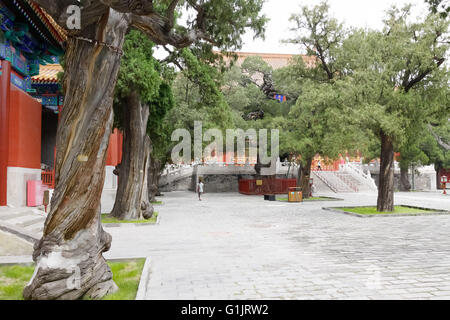 La Pechino antico Tempio di Confucio, Pechino, Cina. Foto Stock