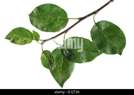 Crab Apple Malus sylvestris (studio shot) Settembre 2012 Foto Stock