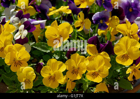 Giallo e viola Pansies Foto Stock