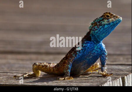 Acanthocercus Atricollis, blu intitolata Tree AGAMA SA, Southern Tree AGAMA SA Foto Stock