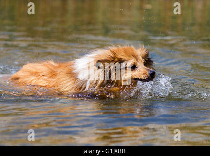 Shetland sheepdog nuota in acqua Foto Stock