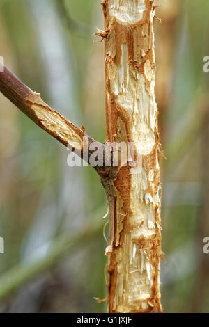 Stelo di una giovane willow, danneggiata da elk. Foto Stock