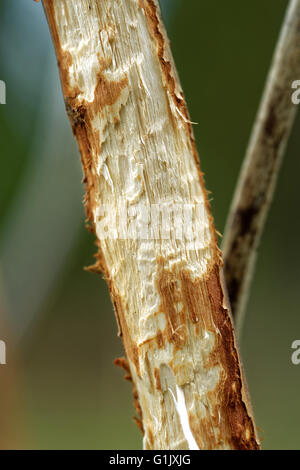 Stelo di una giovane willow, danneggiata da elk. Foto Stock