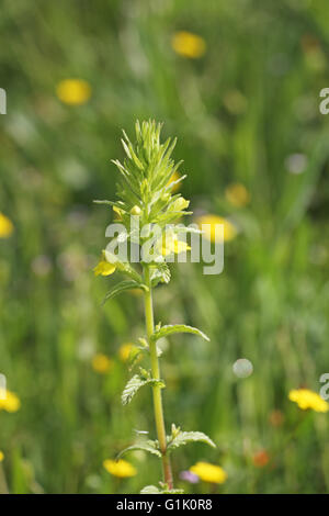 Giallo bartsia Parentucellia viscosa Corsica Francia Foto Stock