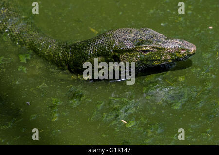 Lizard monitor, Varanus salvator, Varanidae, Asia Foto Stock