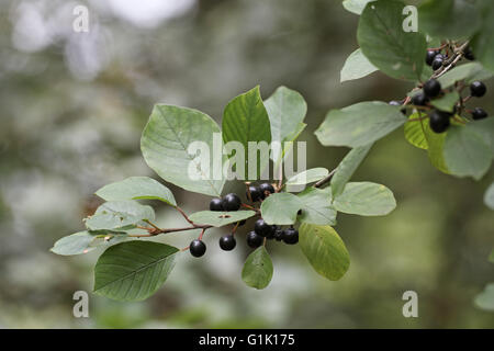 Alder frangola Frangula alnus bacche Foto Stock