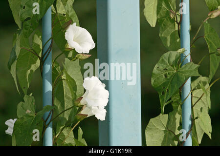 Hedge centinodia Calystegia sepium sul ponte di ringhiere Dorset Inghilterra Foto Stock