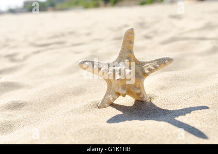 Stella di mare sulla spiaggia sotto la luce del sole. Foto Stock