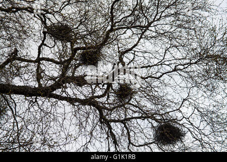 Della strega sulla scopa roverella Betula betulla pubescens Findhorn Valley Moray Firth Hghland Regione Scozia UK Foto Stock