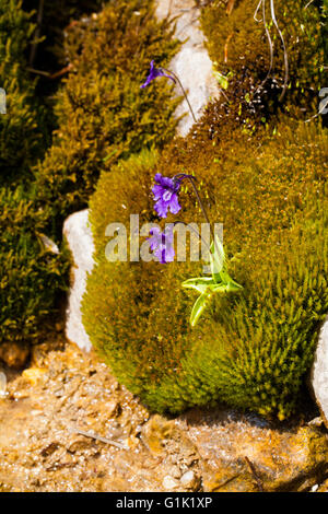 A FIORE GRANDE butterwort Penguicula grandiflora crescendo attraverso la valle di moss de Combeau Vercors Parco Naturale Regionale del Vercors Fr Foto Stock