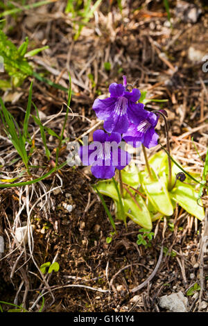 A FIORE GRANDE butterwort Penguicula grandiflora Valle de Combeau Vercors Parco Naturale Regionale del Vercors Francia Foto Stock