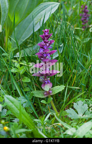 La bugle piramidale Ajuga pyramidalis Hauts Plateaux Vercors riserva Parco Naturale Regionale del Vercors Francia Foto Stock