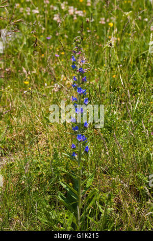 La Viper bugloss Echium vulgare sulla banca sul ciglio della strada vicino a Les Mercier Vercors regionale Parco Natual Vercors Francia Foto Stock