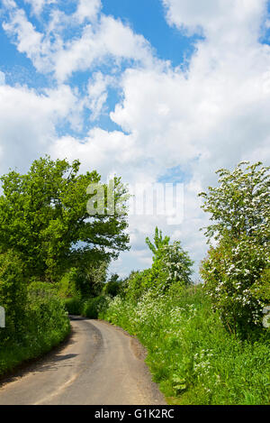 La strada attraverso Fingringhoe Wick, un Essex Wildlife Trust riserva naturale, Essex, Inghilterra, Regno Unito Foto Stock