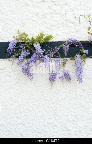 Il Glicine su un bianco e nero cottage in Stratford Upon Avon, Warwickshire, Inghilterra Foto Stock