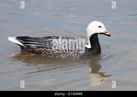 L'imperatore Goose Chen Canagica Nord dell emisfero settentrionale Foto Stock