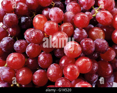 Close up di un mazzetto di fresca uva rossa Foto Stock