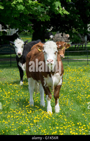 Giovani Hereford mucca in un campo di renoncules in Cotswolds. Gloucestershire, Inghilterra Foto Stock