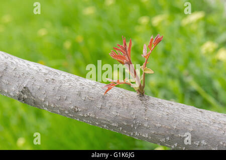 Nuovo germoglio su Manchurian Walnut Tree a stagione primavera Foto Stock