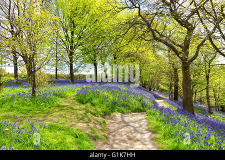 Percorso a piedi sulla cima della collina attraverso il tappeto floreale di bluebells, alberi con giovani fresche foglie verdi in un bosco a molla Foto Stock