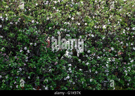 Bramley Apple Blossom. La molla della primavera. La cottura di apple. Foto Stock