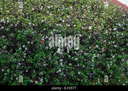 Bramley Apple Blossom. La molla della primavera. La cottura di apple. Foto Stock