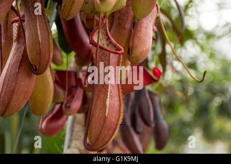 Pianta brocca (Nepenthes ampullaria), la trappola Foto Stock