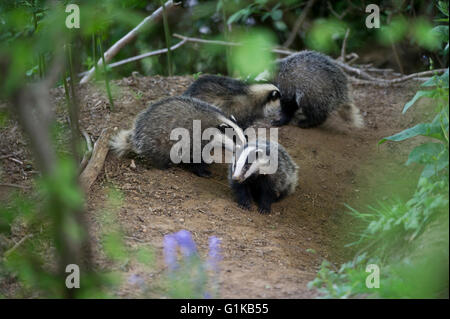 Quattro paesi europei (Badger Meles meles) cubs giocando e rovistando nel bosco Foto Stock