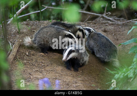 Quattro paesi europei (Badger Meles meles) cubs giocando e rovistando nel bosco Foto Stock