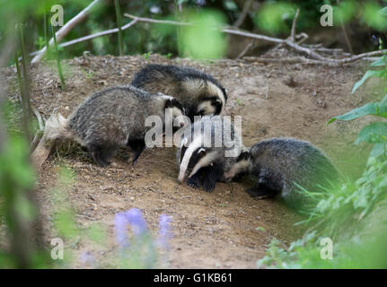 Quattro paesi europei (Badger Meles meles) cubs giocando e rovistando nel bosco Foto Stock