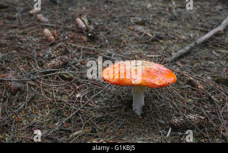 Amanita muscaria. Funghi velenosi nel bosco Foto Stock