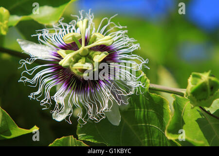 Frutti della passione fiore Foto Stock