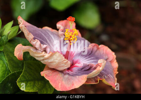 Bella apertura borgogna-viola-che ricordano le pesche colorati fiori di ibisco, Hawaii Foto Stock