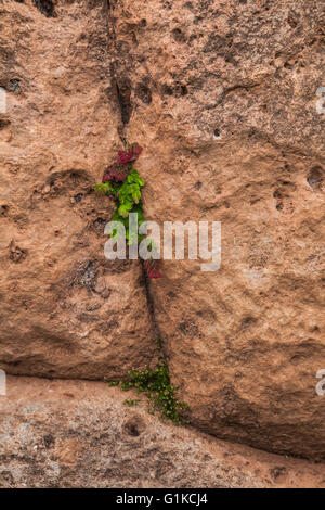 Fiore nativa e la crescita di erbacce nel finito il crack fra Inca massi accatastati in una parete Foto Stock