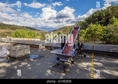 Lavoratore la pulizia del nastro trasportatore per macchina diraspatura, schiacciare pad, quintessa, Rutherford, Napa Valley, California Foto Stock