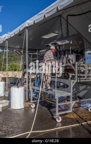 Lavoratore di pulizia macchina diraspatura, schiacciare pad, quintessa, Rutherford, la Valle di Napa NAPA County, California Foto Stock