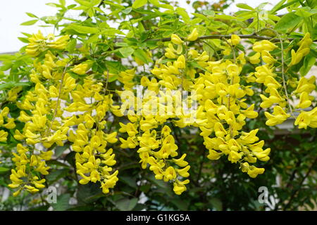 Fiori della catena alpina Tree, 'il Maggiociondolo alpinum.". Foto Stock