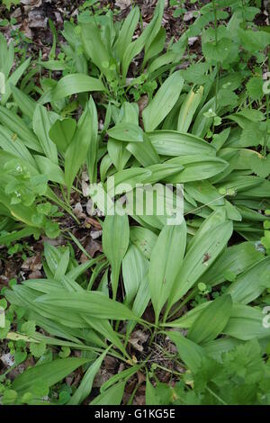 Wild rampe. Essi sono un tipo di cipolla selvatica porro, ' Allium tricoccum.". Foto Stock