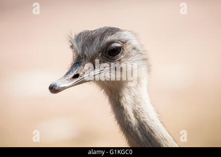 Ritratto di un comune, struzzo Struthio camelus. Ostrichs sono nativi in Africa e sono il più grande uccello flightless Foto Stock