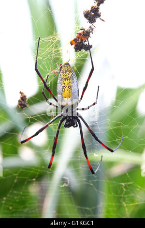 Femmina legno gigante ragno, Nephila madagascariensis, sul web in attesa di una preda Foto Stock