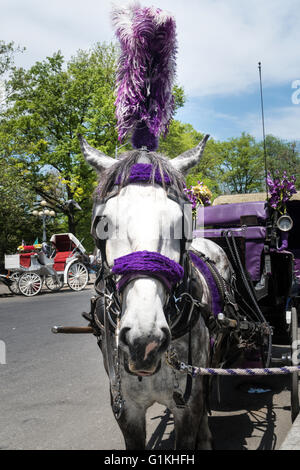 Carrello bianco cavallo con pennacchio viola, Grand Army Plaza Central Park, New York, Stati Uniti d'America Foto Stock